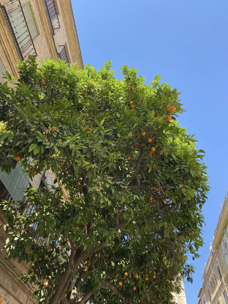 Orange trees in the streets of Spain