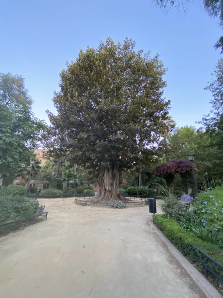 A beautiful tree by Plaza de Espana