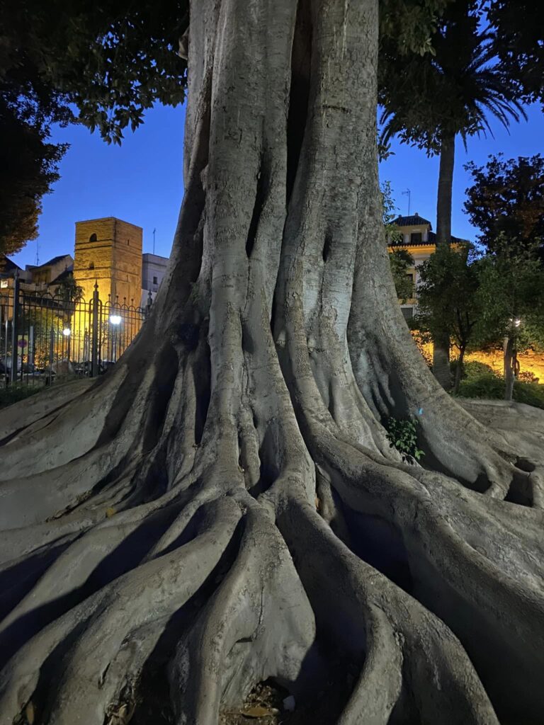 The trunk of a huge tree in the park